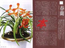 画像3: 古典園芸の世界／日本伝統園芸協会発行 (3)