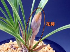 画像3: A-10　日本春蘭　夢対馬　3本立　花芽1　（日本・赤花） (3)